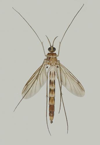 Réf. 240 044 : Keroplatus reaumurii